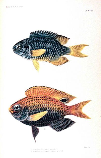 1 Pomacentrus pavo (Bloch) 2 Pomacentrus vaiuli Jordan & Seale Picture