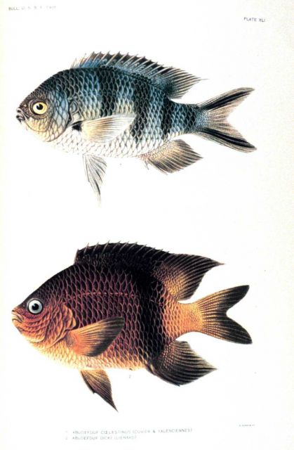 1 Abudefduf coelestinus (Cuvier & Valenciennes) 2 Abudefduf dicki (Lienard) Picture