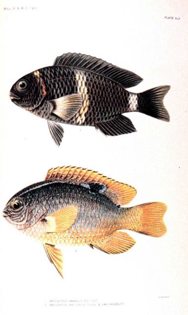 1 Abudefduf amabilis (De Vis) 2 Abudefduf antjerius (Kuhl & Van Hasselt) In: 
