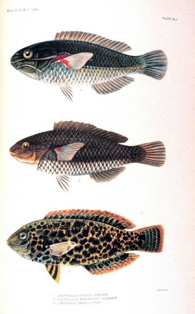 1 Stethojulis casturi Gunther 2 Stethojoulis bandanensis (Bleeker) 3 Leptojulis pardalis Kner Picture