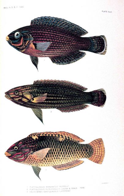 1 Platyglossus marginatus (Ruppell) 2 Platyglossus flos-corallis Jordan & Seale 3 Halichoeres centiquadrus (Lacepede) Picture