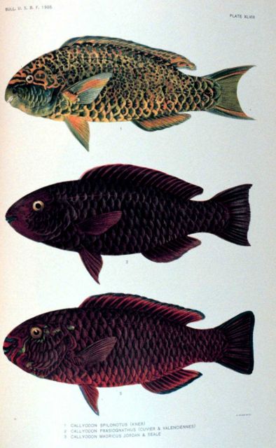 1 Callyodon spilonotus (Kner) 2 Callyodon prasiognathus (Cuvier & Valenciennes) 4 Callyodon maoricus Jordan & Seale Picture
