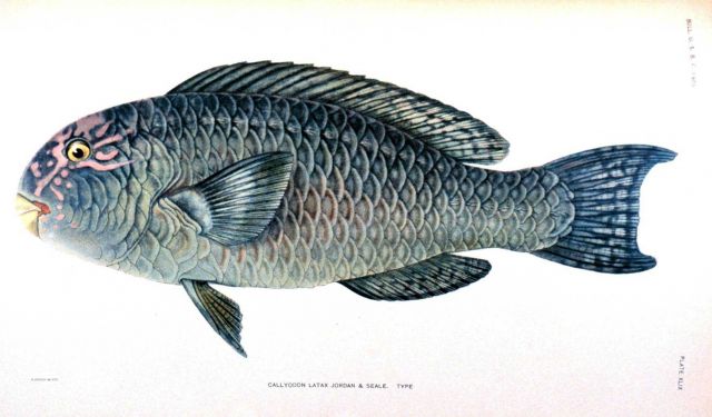Callyodon latax Jordan & Seale Picture