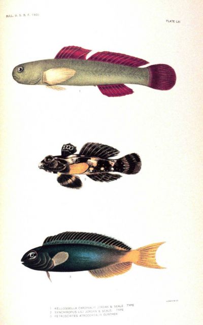 1 Kelloggella cardinalis Jordan & Seale Picture