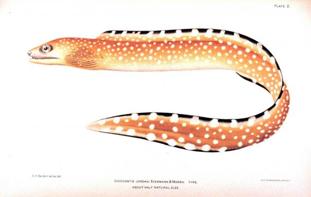 Lycodontis jordani Evermann & Marsh Picture