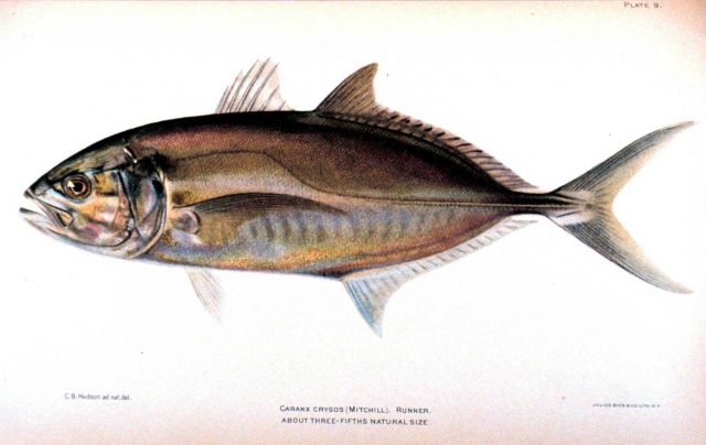 Caranx crysos (Mitchill) Picture