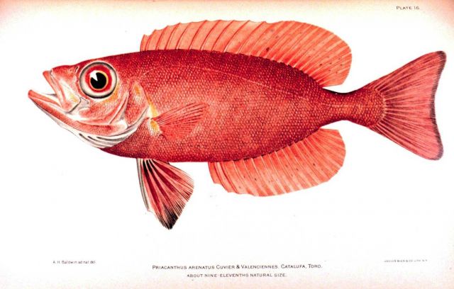 Priacanthus arenatus Cuvier & Valenciennes Picture