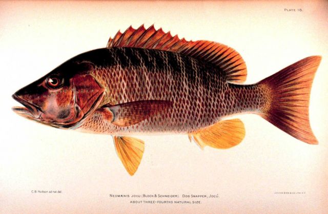Neomaensis jocu (Bloch & Schneider) Picture