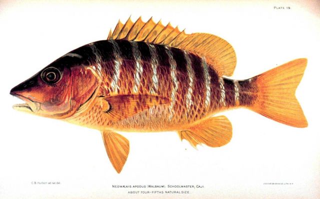 Neomaensis apodus (Walbaum) Picture