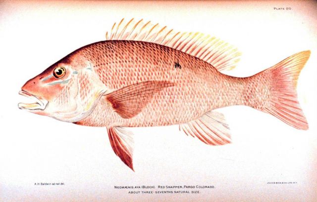 Neomaensis aya (Bloch) Picture