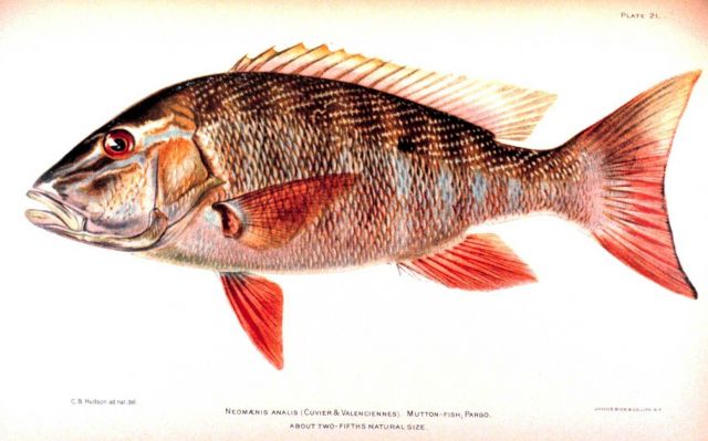Neomaensis analis (Cuvier & Valenciennes) Picture
