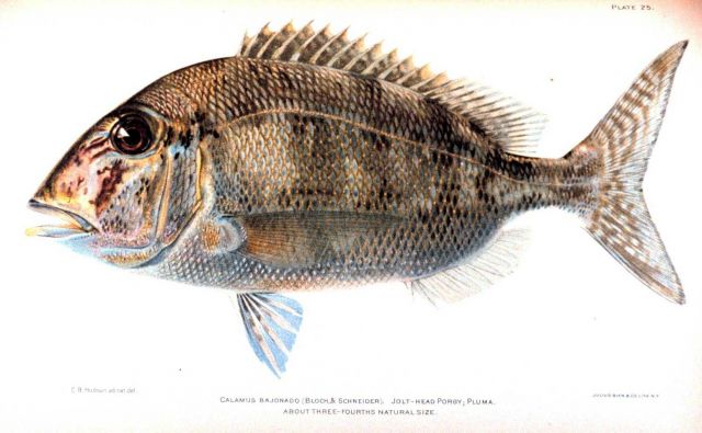 Calamus bajonado (Bloch & Schneider) Picture