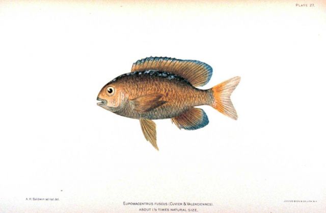 Eupomacentrus fuscus (Cuvier & Valenciennes) Picture