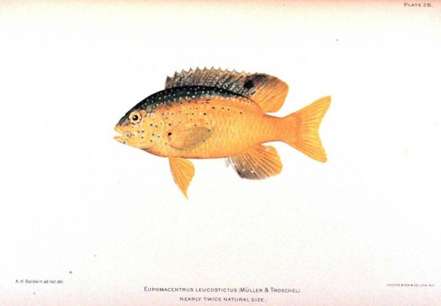 Eupomacentrus leucostictus (Muller & Troschel) Picture