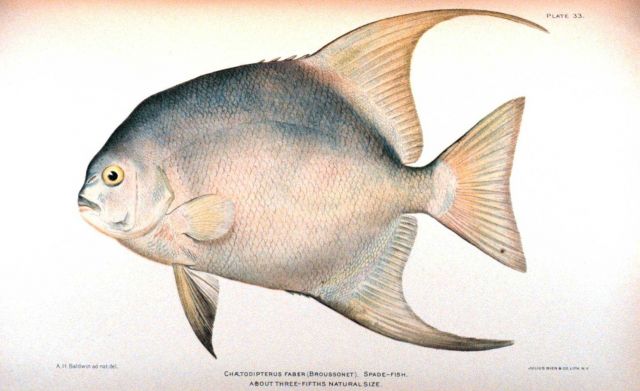Chaetodipterus faber (Broussonet) Picture