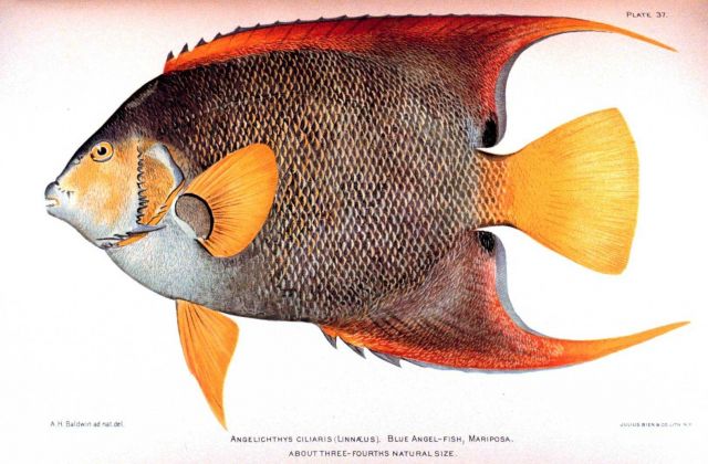 Angelichthys ciliaris (Linnaeus) Picture