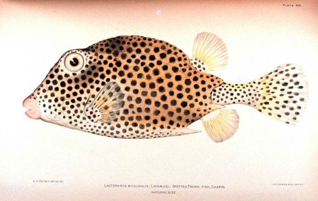 Lactophrys bicaudalis (Linnaeus) Picture