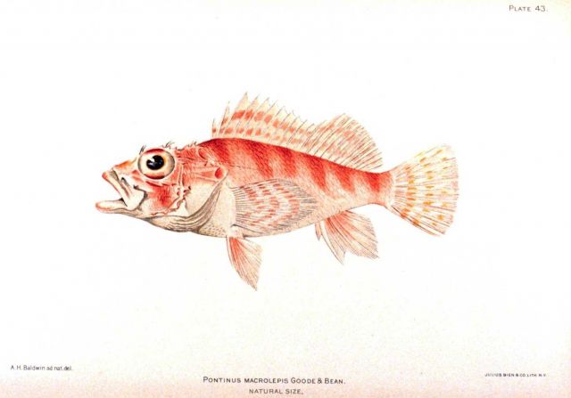 Pontinus macrolepis Goode & Bean Picture