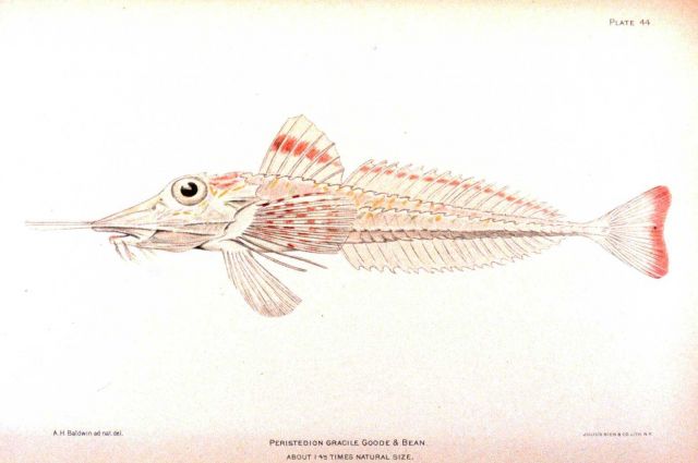 Peristedion gracile Goode & Bean Picture