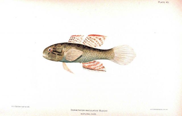 Dormitator maculatus (Bloch) Picture