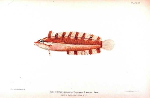 Auchenopterus fajardo Evermann & Marsh Picture