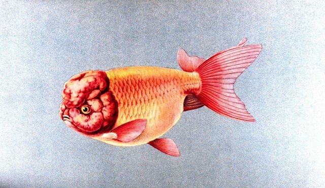 Ranchu goldfish, Plate XX in: 