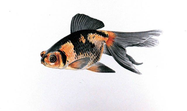 Demekin goldfish, Plate XXII in: 