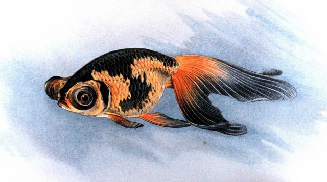 Deme Ranchu goldfish, Plate XXIII in: 