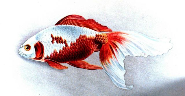 Watonai goldfish, Plate XXIV in: 