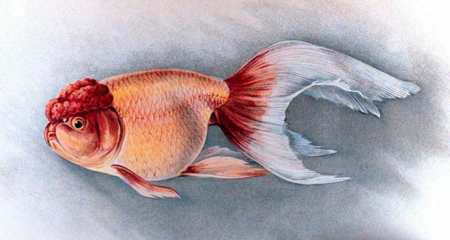Shukin goldfish, Plate XXV in: 