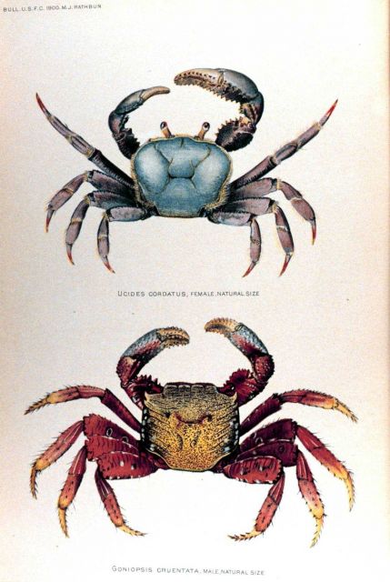 Ucides cordates, female Picture