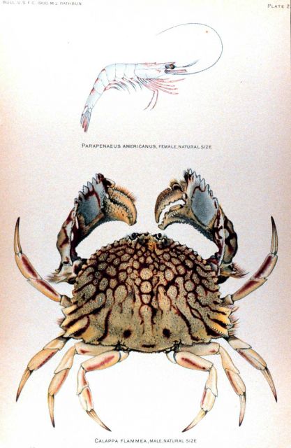Parapenaeus americanus, female Picture