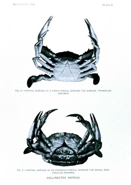 Callinectes sapidus Picture