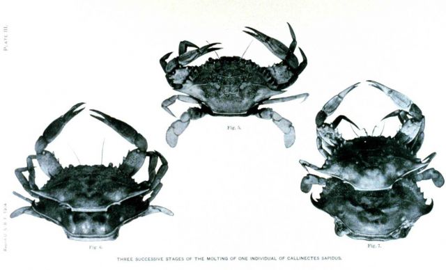 Three successive stages of the molting of one individual of Callinectes sapidus Picture