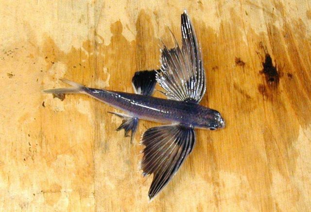 A species of flying fish. Picture