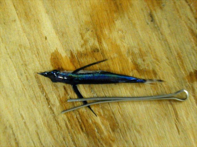 A species of flying fish. Picture