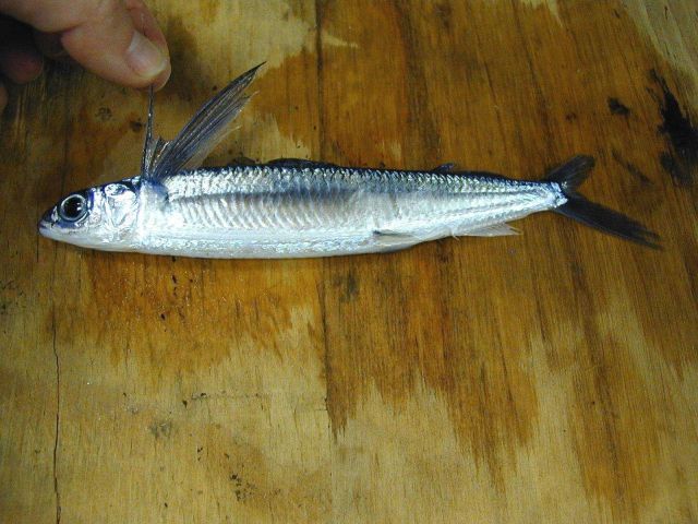 A species of flying fish. Picture