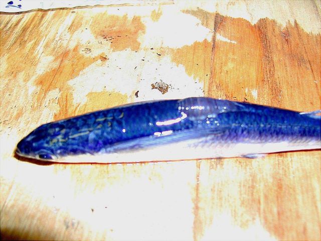 A species of flying fish with a large parasite on its back. Picture