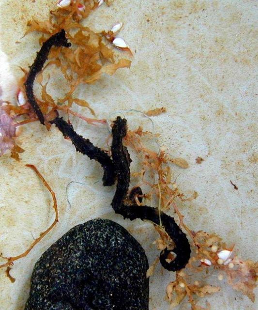 Seahorses caught in flotsam off the Colombian/Panamanian coast. Picture