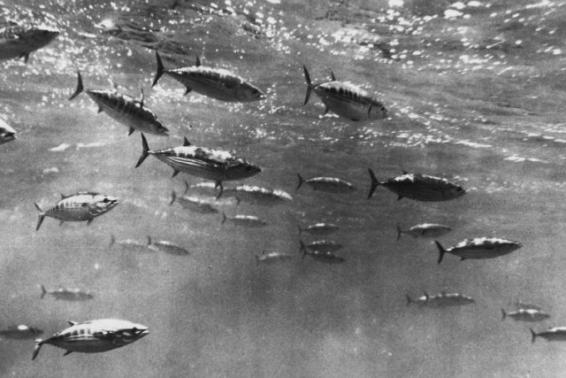 School of skipjack - Katsuwonus pelamis. Picture