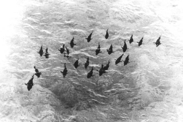 Aerial photograph of school of 400-500 pound bluefin tuna off Cat Cay, Bahamas Islands Picture