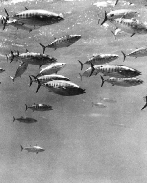School of skipjack - Katsuwonus pelamis. Picture