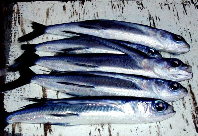 Flying fish on deck Picture