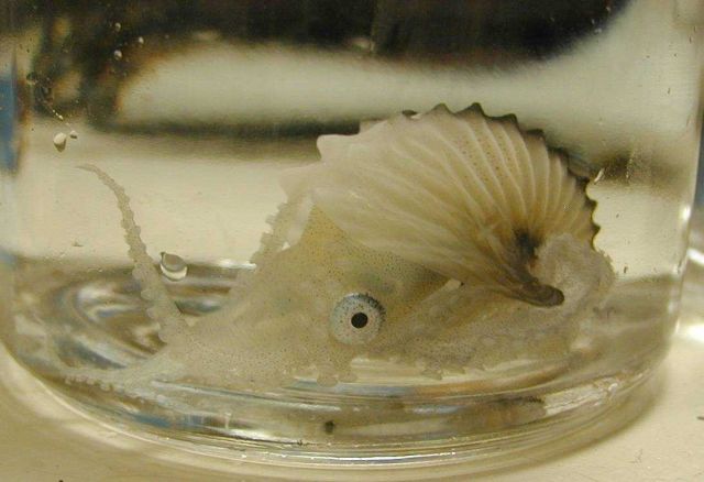 A paper nautilus (Argonauta argo), a relative of the squid Picture