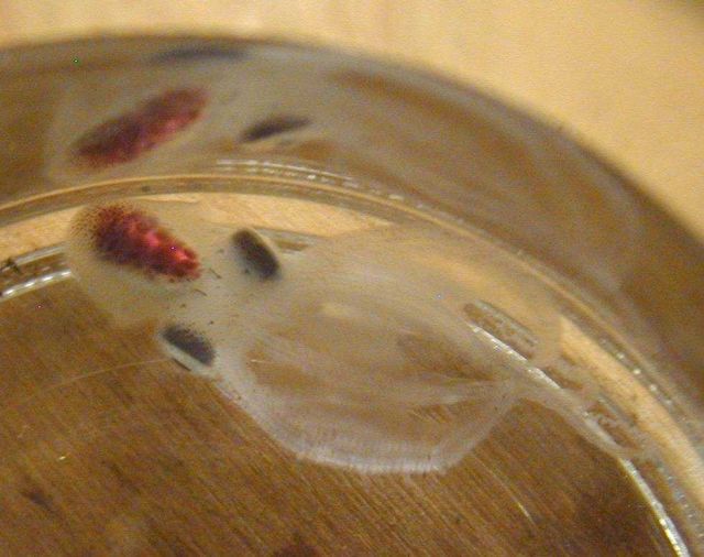 Zooplankton octopus Picture