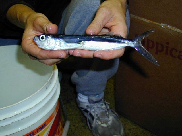 Flying fish Picture