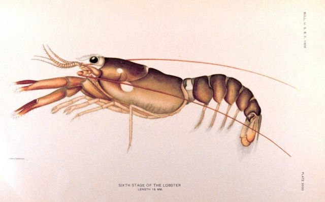Sixth stage of the lobster Picture