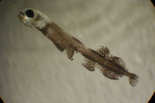 Zooplankton Picture