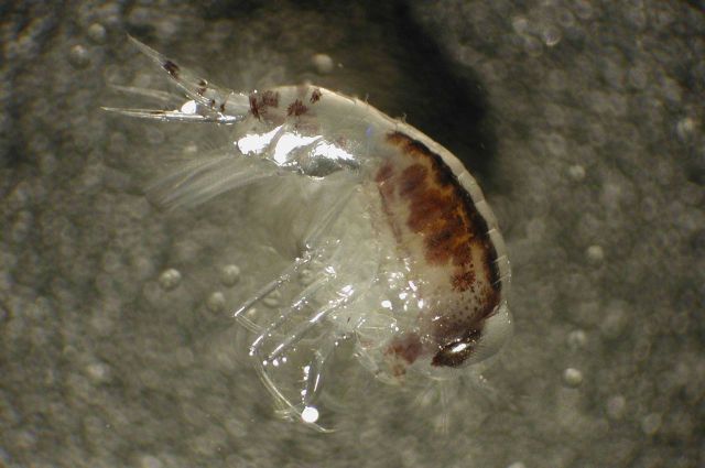Zooplankton Picture