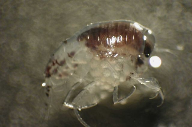 Zooplankton Picture